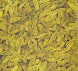 Buy Roasted Variyali from Madhur Mukhwas, Baroda Online — Foodwalas