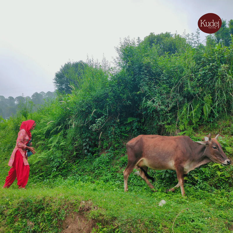 Desi Himalayan Badri Cow A2 Ghee