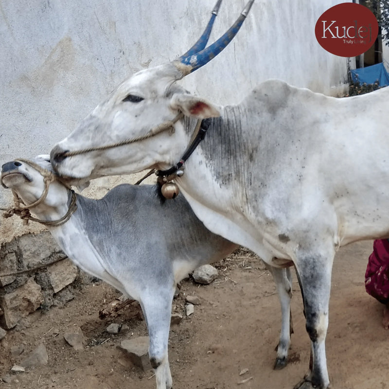 Desi Hallikar Cow A2 Ghee