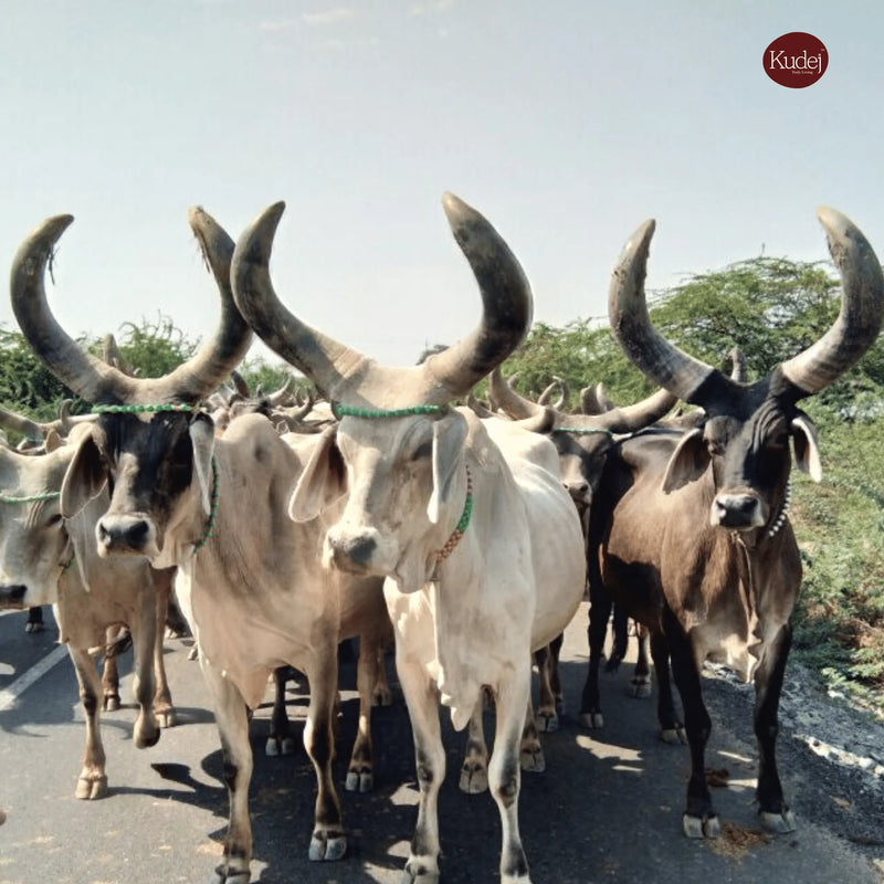 Desi Kankrej Cow A2 Ghee