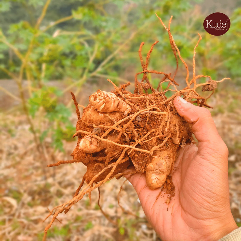 Lakadong Turmeric Powder