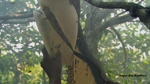 Tropical Forest Honey